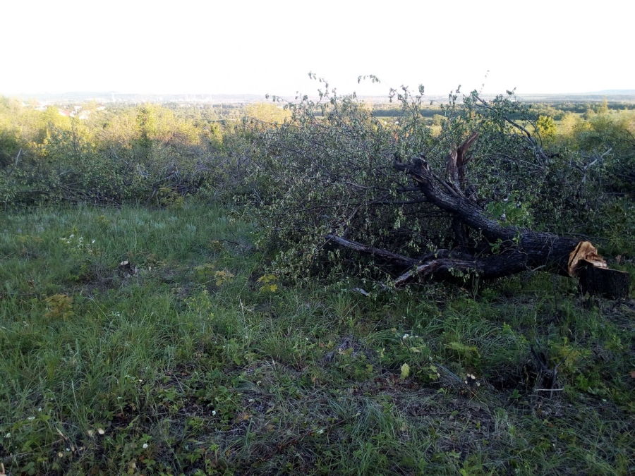 Под Саратовом неизвестные вырубают столетний плодовый сад