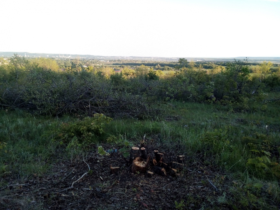 Под Саратовом неизвестные вырубают столетний плодовый сад