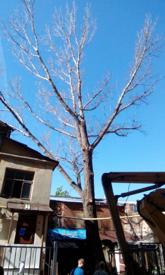 Спасатели убрали опасное для пешеходов дерево на Рахова