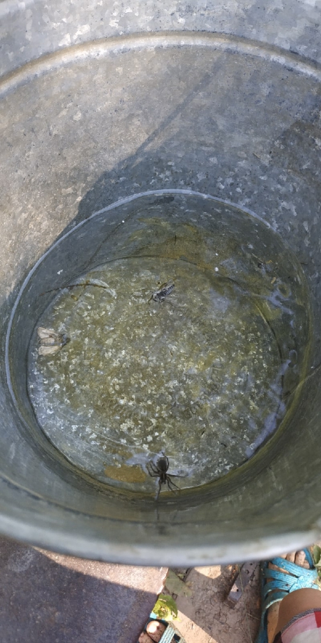 Жители поселка под Ершовом бьют тревогу: пруд пересыхает, воды нет