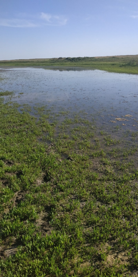 Жители поселка под Ершовом бьют тревогу: пруд пересыхает, воды нет