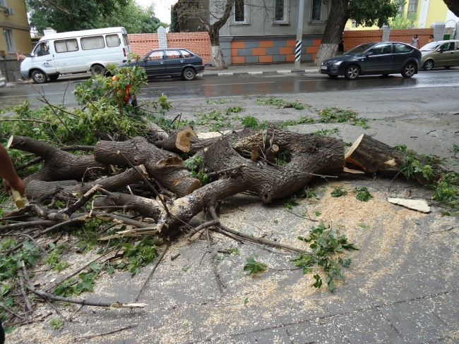 На Чернышевского упавшее дерево стало причиной затора