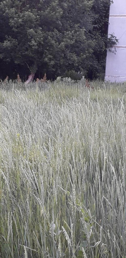 Прокуратура внесла представление чиновникам за заросшее травой ЗАТО Светлый