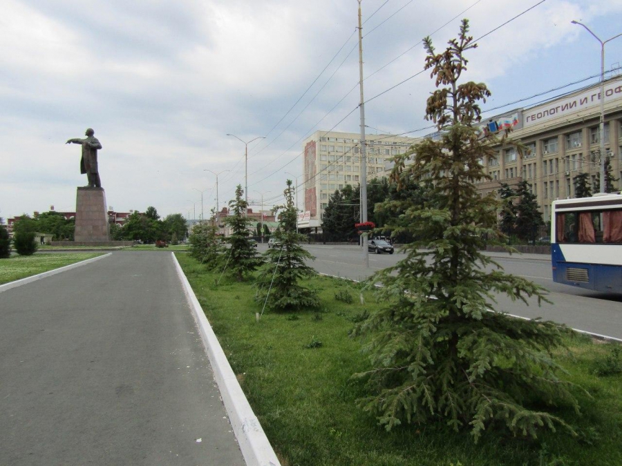 Возле саратовского правительства погибают молодые ели