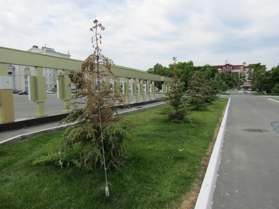 Возле саратовского правительства погибают молодые ели