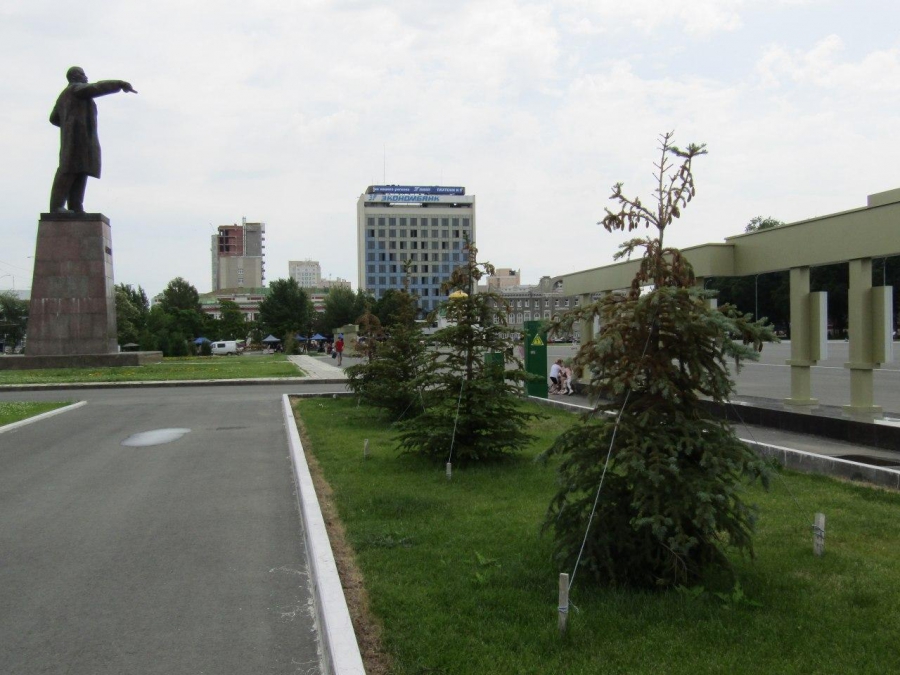 Возле саратовского правительства погибают молодые ели