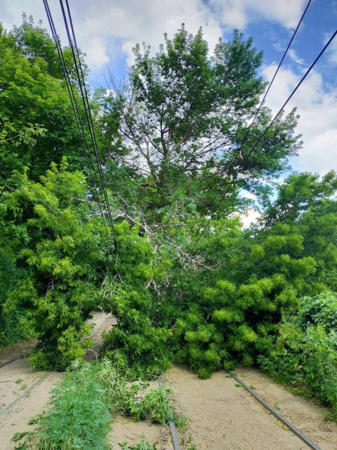 В Саратове прервано движение трамваев №8 и №9 из-за упавшего дерева