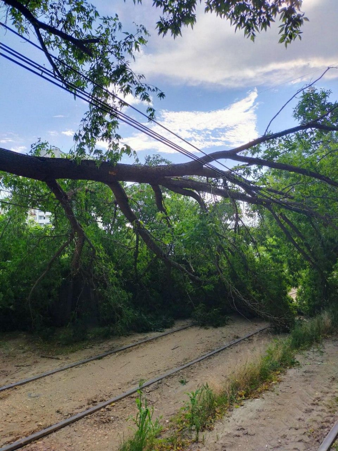В Саратове прервано движение трамваев №8 и №9 из-за упавшего дерева
