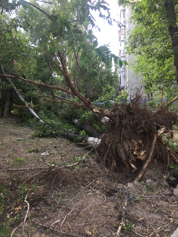 В Саратове порывы ветра валили деревья на дома и машины