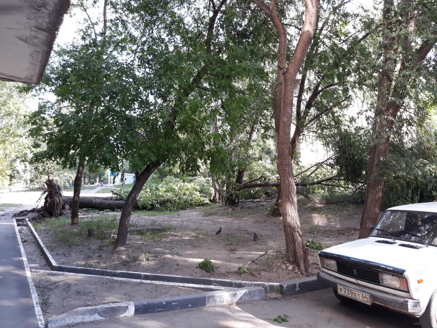 В Саратове порывы ветра валили деревья на дома и машины