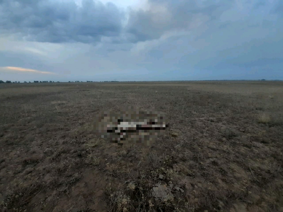 Под Саратовом пастух пытался спасти стадо от природного пожара и сгорел