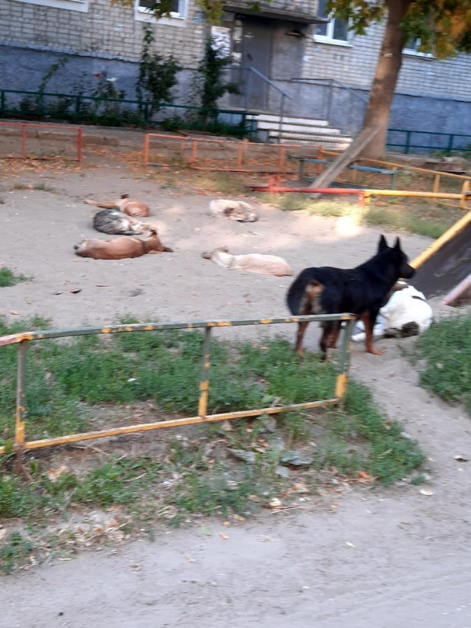 Очевидец: Стая собак облюбовала детскую площадку на Южной и кидается на людей