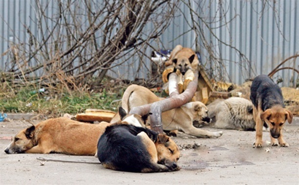 В Заводском районе прохожая с трудом отбилась от стаи агрессивных собак