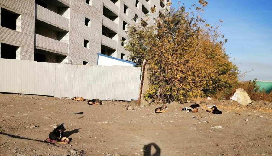В саратовском поселке из-за собак жизнь превратилась в смертельно опасный «квест»