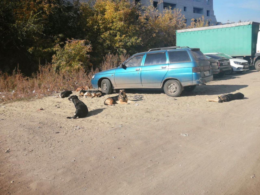 В саратовском поселке из-за собак жизнь превратилась в смертельно опасный «квест»
