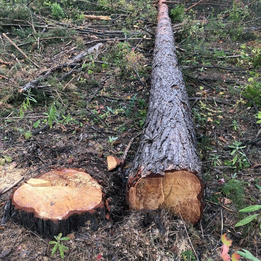 В Саратовской области прокуратура выявила незаконную вырубку деревьев на 5 млн рублей