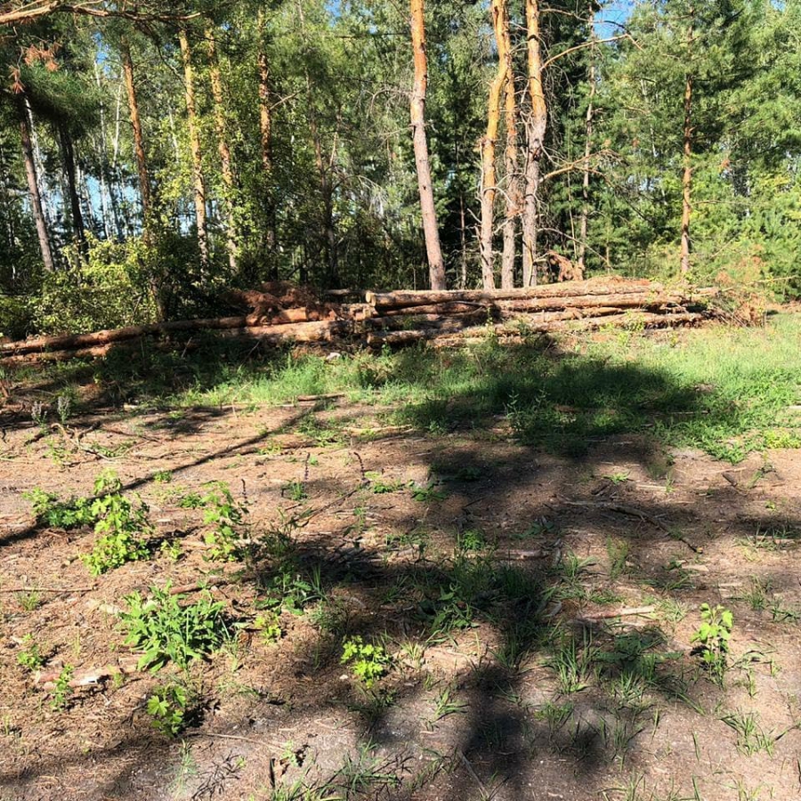 В Саратовской области прокуратура выявила незаконную вырубку деревьев на 5 млн рублей