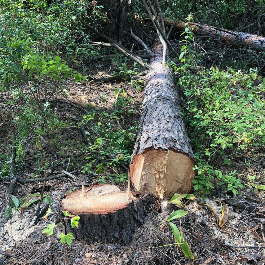 В Саратовской области прокуратура выявила незаконную вырубку деревьев на 5 млн рублей
