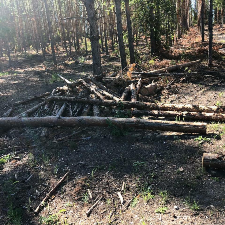 В Саратовской области прокуратура выявила незаконную вырубку деревьев на 5 млн рублей
