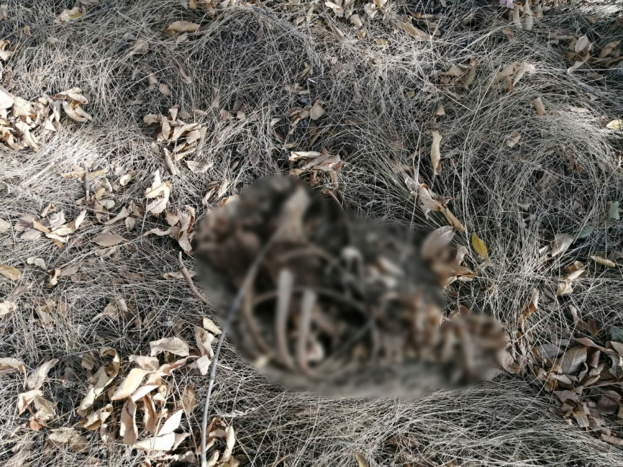 Под Энгельсом экскаваторщики обнаружили скелет человека