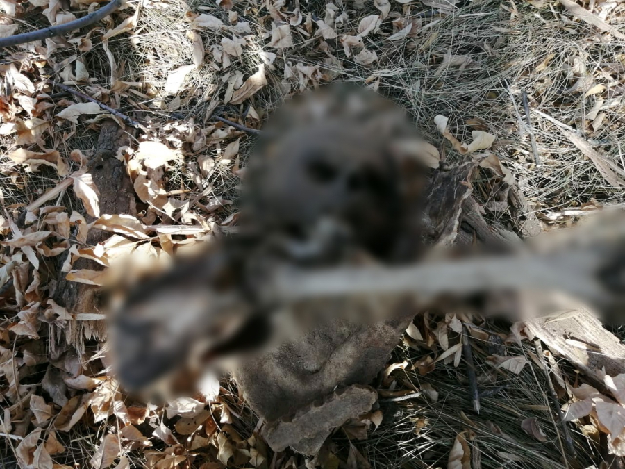 Под Энгельсом экскаваторщики обнаружили скелет человека