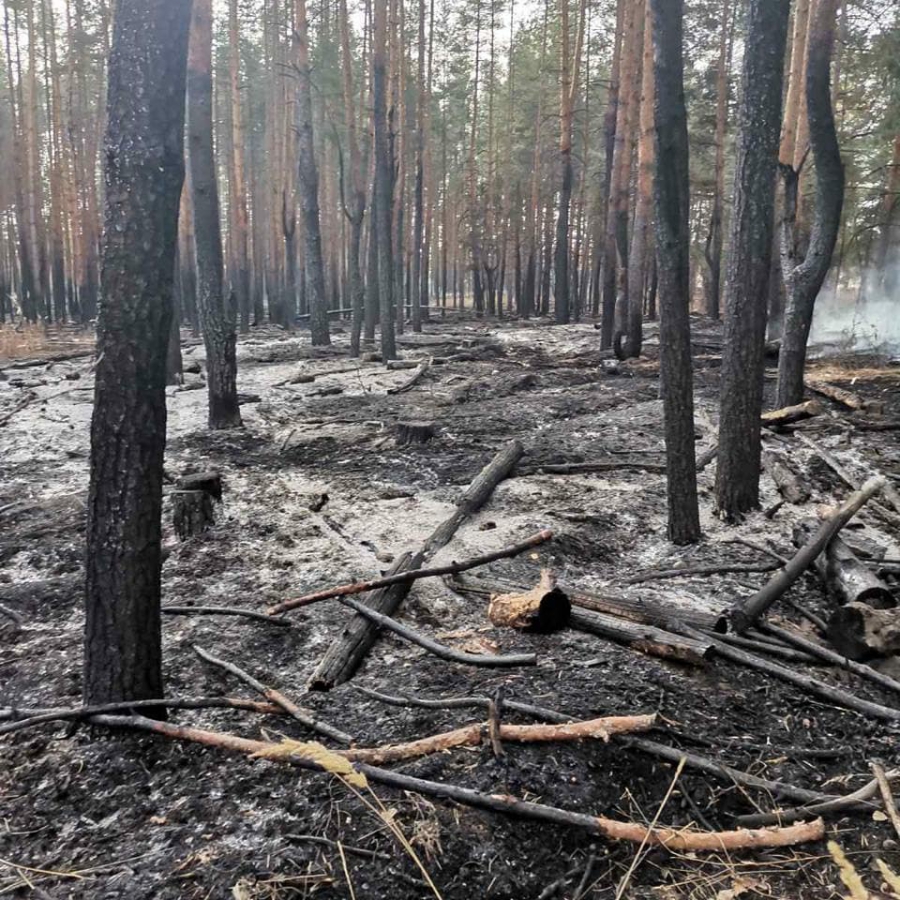 В Саратовской области продолжают бушевать 2 лесных пожара