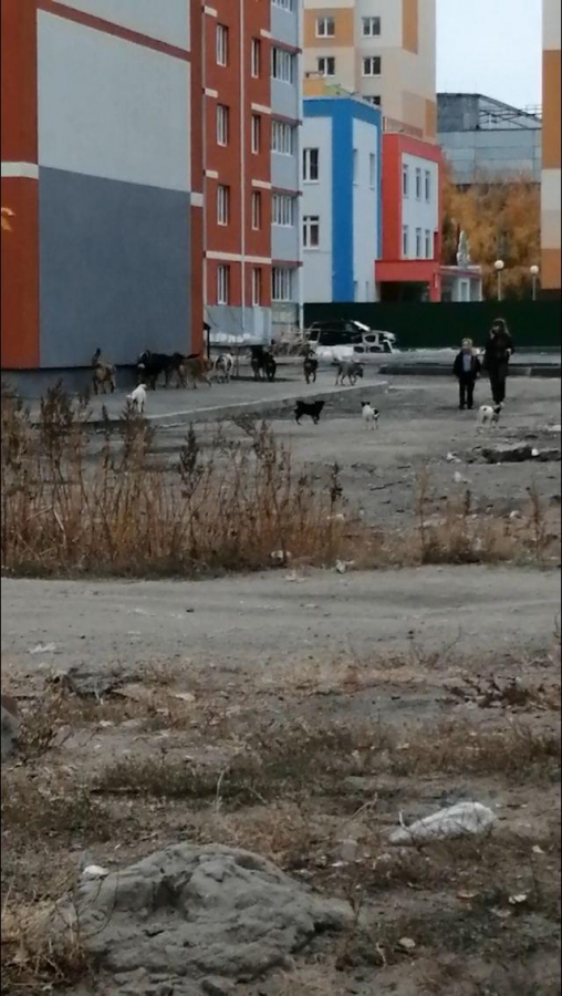 Жители саратовского поселка готовы выйти на митинг из-за нападения бродячих собак