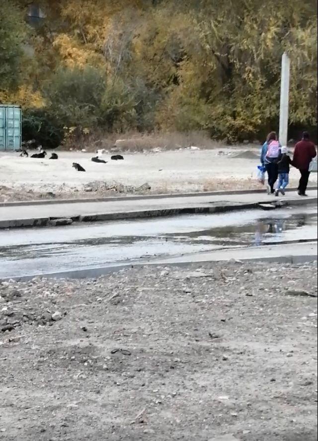 Жители саратовского поселка готовы выйти на митинг из-за нападения бродячих собак