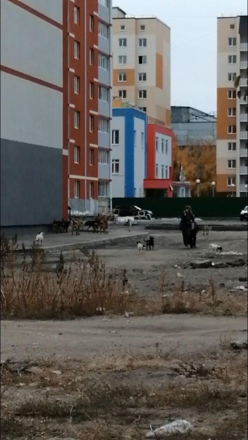 Жители саратовского поселка готовы выйти на митинг из-за нападения бродячих собак