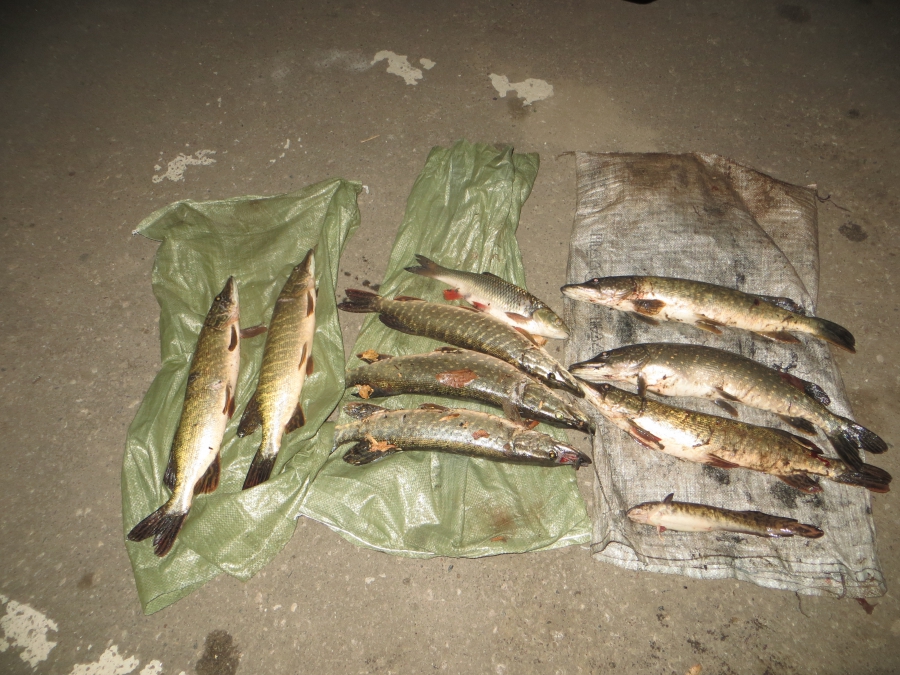 В Саратовской области полицейские поймали браконьеров с 8 щуками, налимом и язем