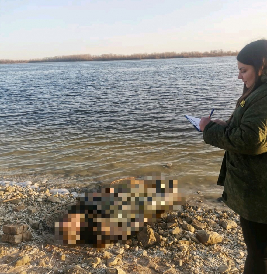 В Вольске рыбак нашел на берегу труп со снастями