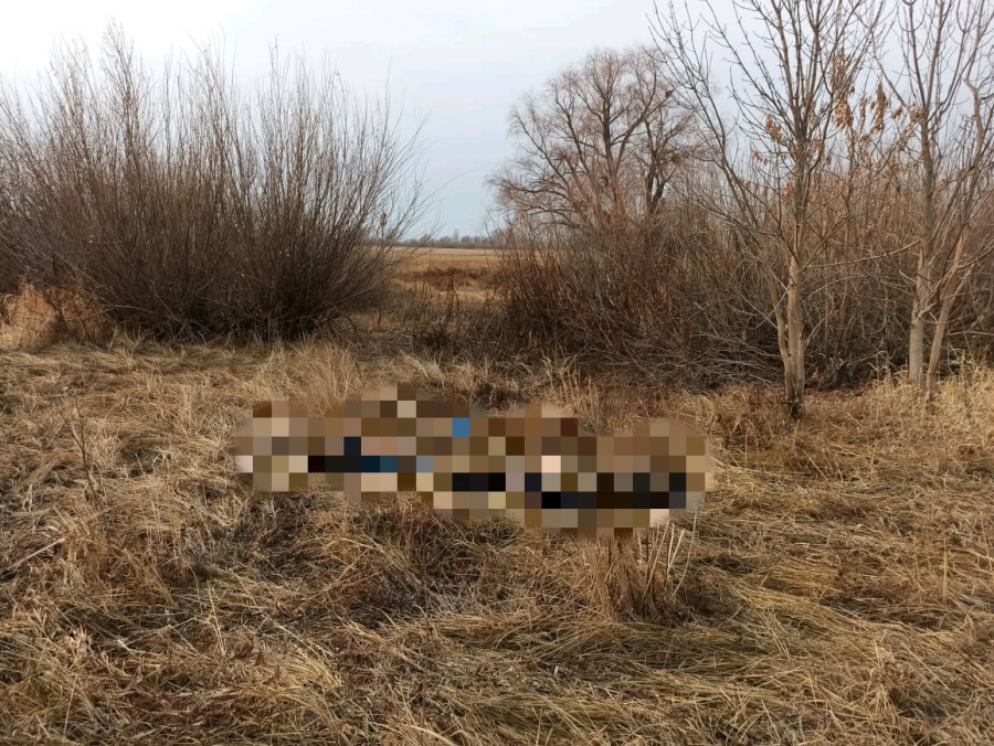 Жители Балаковского района при сборе валежника нашли труп неизвестного