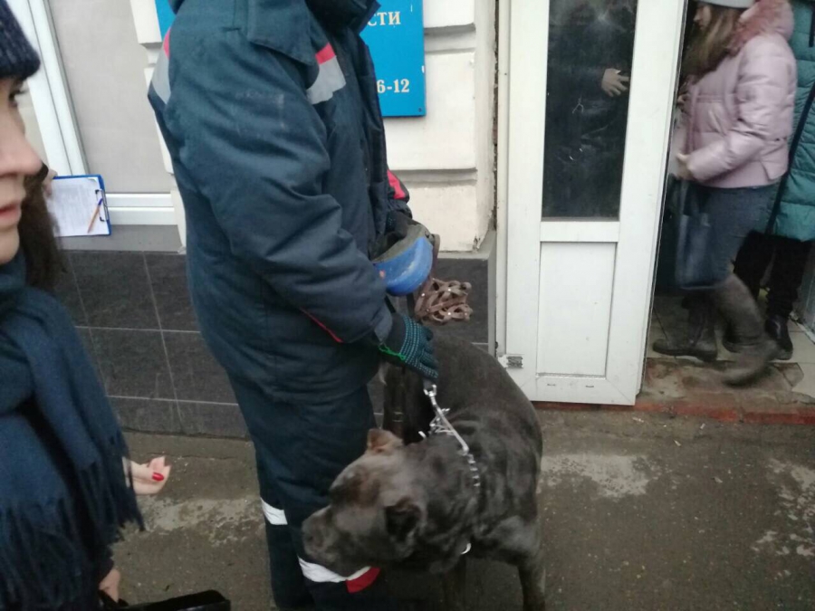 Саратовец в здании СК натравил собаку на полицейских. Вынесен приговор