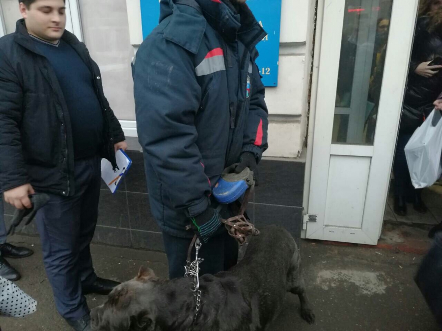 Саратовец в здании СК натравил собаку на полицейских. Вынесен приговор