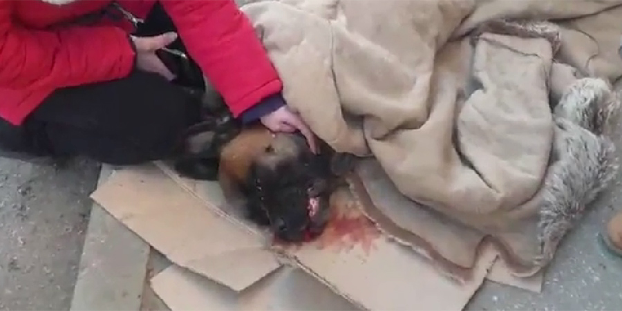 В Ленинском районе саратовец выбросил собаку с пятого этажа