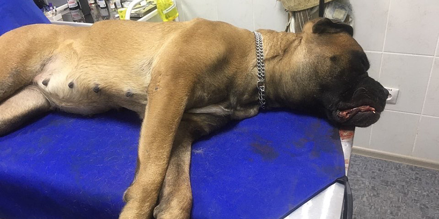 В Ленинском районе саратовец выбросил собаку с пятого этажа