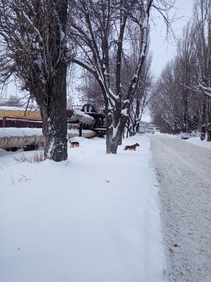 В Шарковке стая бродячих собак набросилась на прохожую