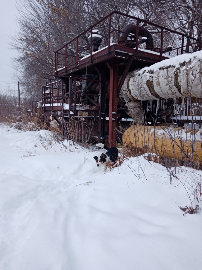 В Шарковке стая бродячих собак набросилась на прохожую