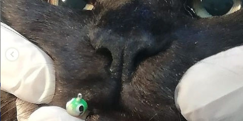 Энгельсские ветеринары спасли от рыболовного крючка мейн-куна