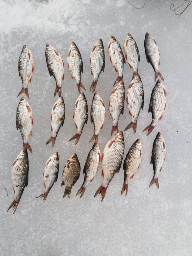 В Энгельсском районе трех рыбаков задержали за браконьерство