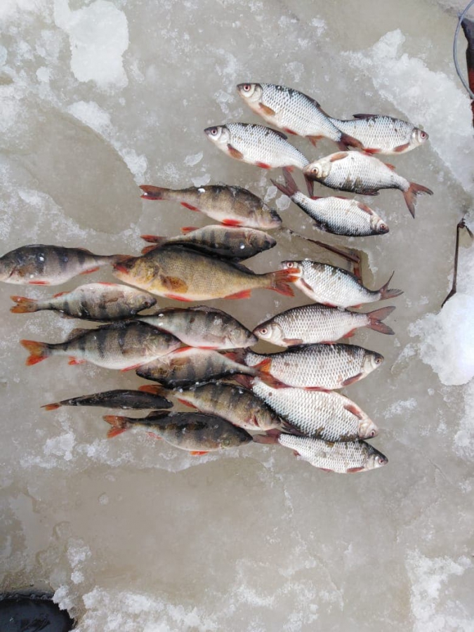 В Энгельсском районе трех рыбаков задержали за браконьерство