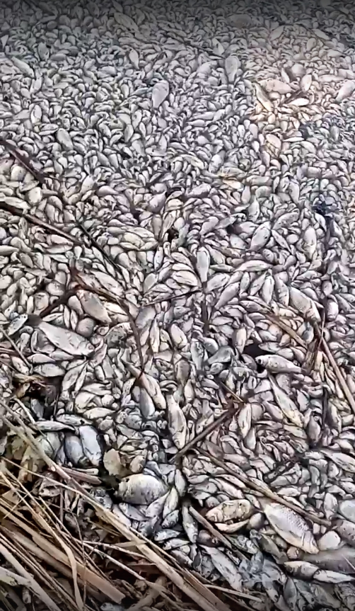 Массово гибнут. Гибель рыбы в Торбаево Касимовского. Тонна рыбы. Брюховецкий район массовая гибель рыбы.