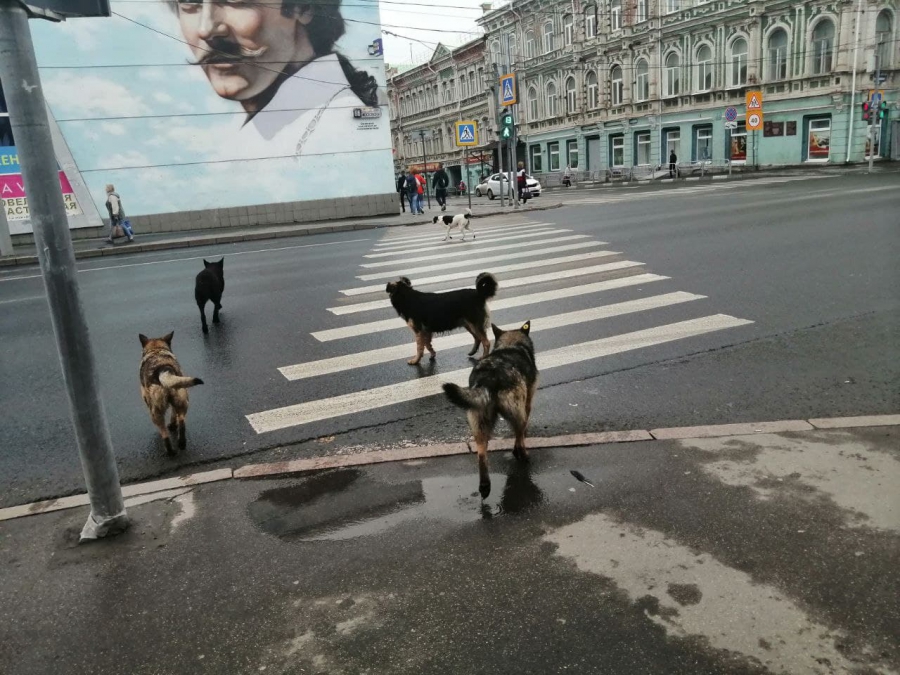 В центре Саратова горожан встречает стая бродячих собак
