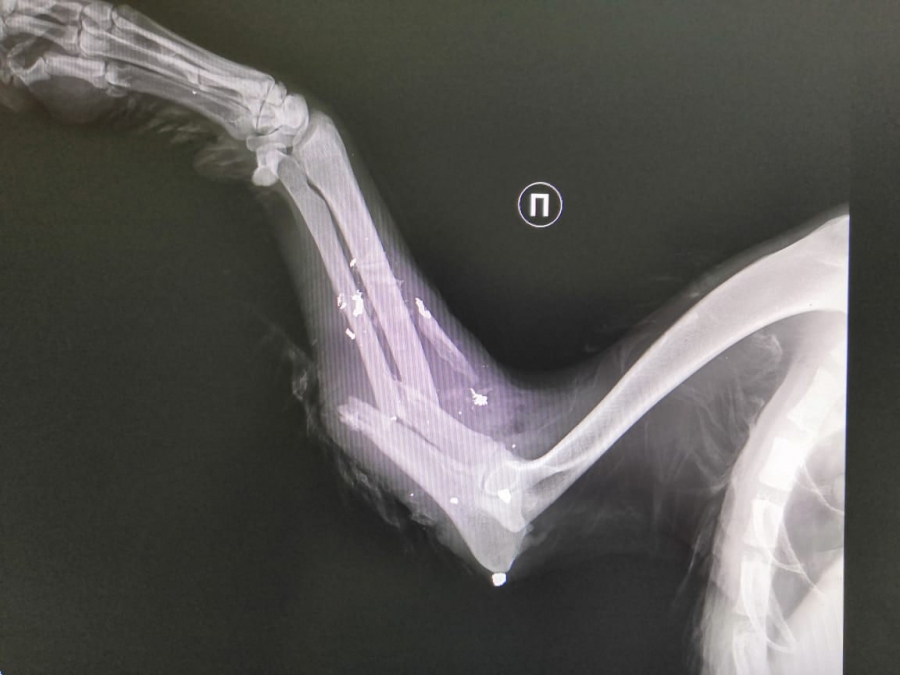 В Энгельсе живодер расстрелял собаку и переломал ей кости