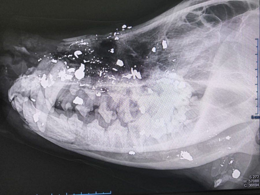 В Энгельсе живодер расстрелял собаку и переломал ей кости