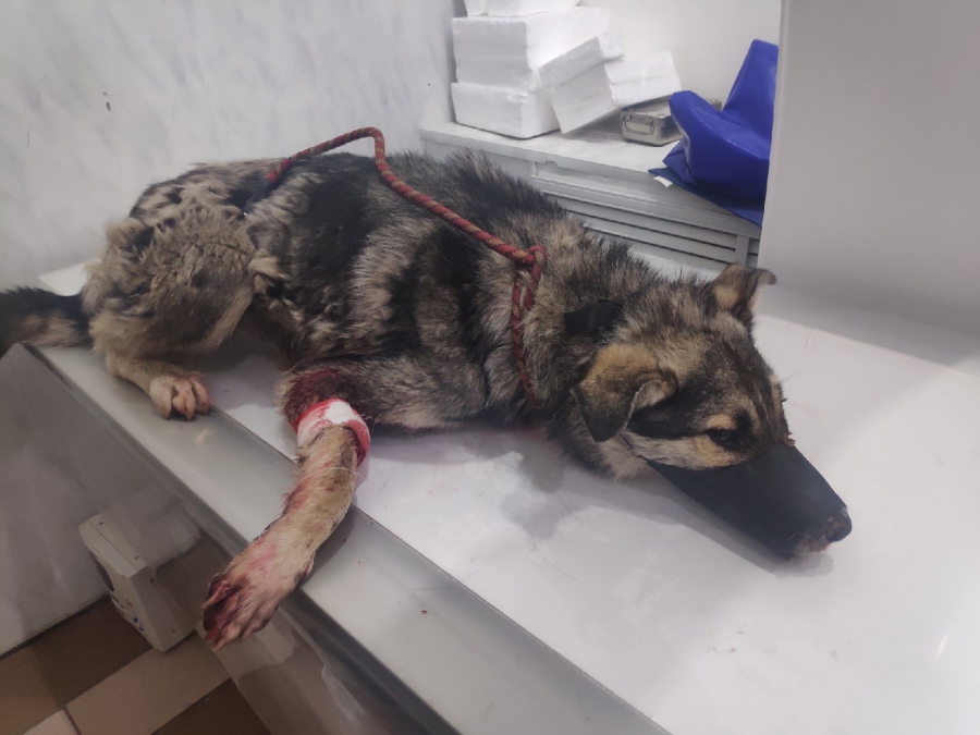 В Энгельсе живодер расстрелял собаку и переломал ей кости