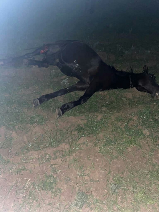 Ночью в Саратовском районе водитель сбил насмерть двух лошадей