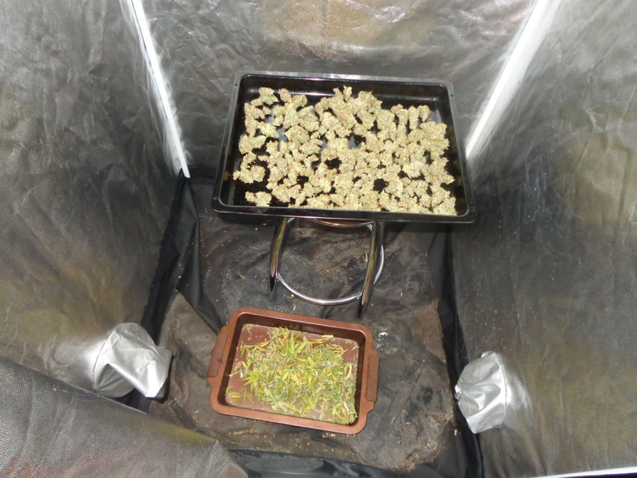 Саратовцу грозит до 10 лет колонии за выращивание конопли у себя дома