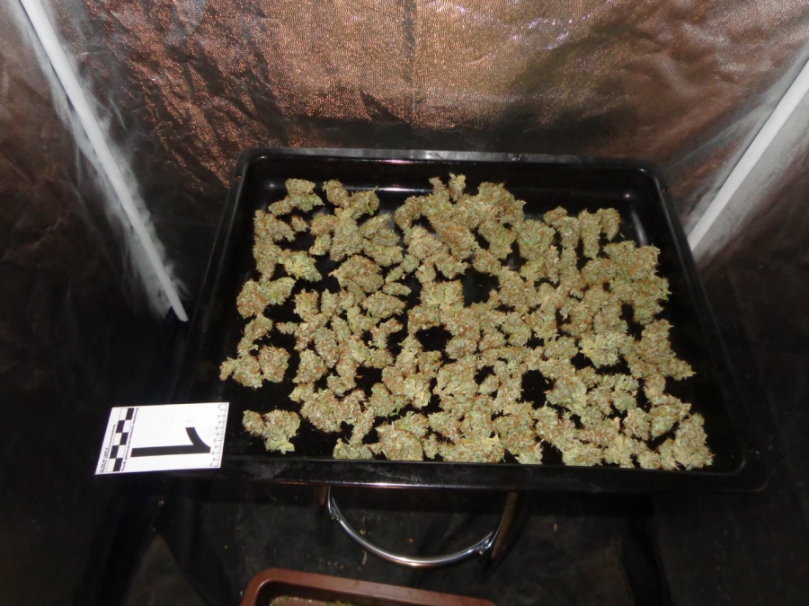 Саратовцу грозит до 10 лет колонии за выращивание конопли у себя дома