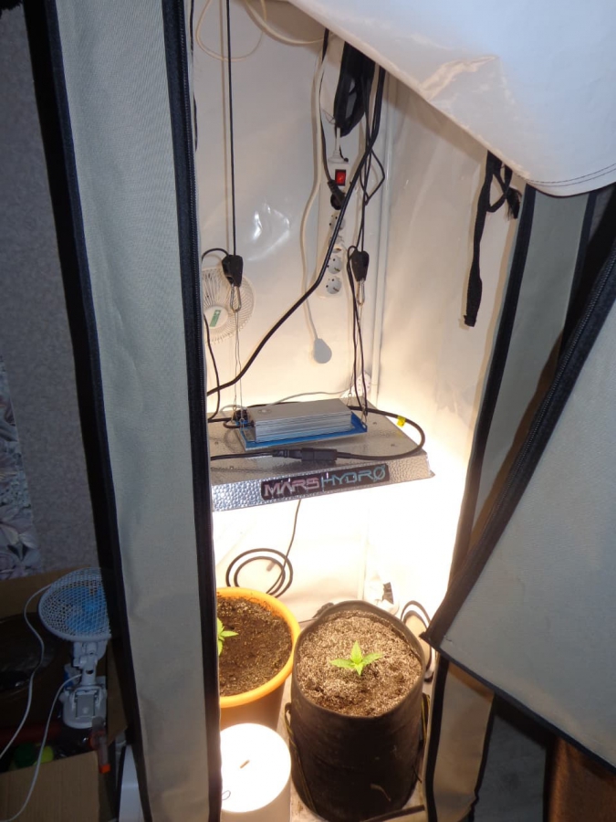 Саратовцу грозит до 10 лет колонии за выращивание конопли у себя дома